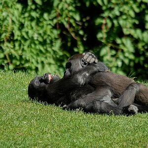 zoo hannover DSC 4019