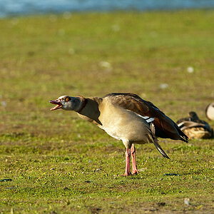 20100603 0379 [NIKON D2Xs]   500 mm  1 1000 Sek. bei ƒ   5,0