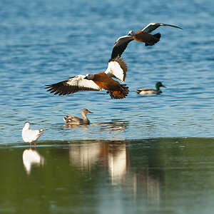 20100603 0570 [NIKON D2Xs]   500 mm  1 320 Sek. bei ƒ   5,0