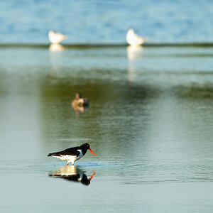 20100603 0623 [NIKON D2Xs]   500 mm  1 250 Sek. bei ƒ   5,6