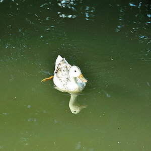 Die Ente
