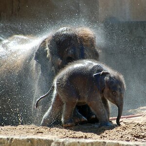 zoo hannover DSC 3841