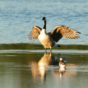 20100603 0632 [NIKON D2Xs]   500 mm  1 250 Sek. bei ƒ   5,6