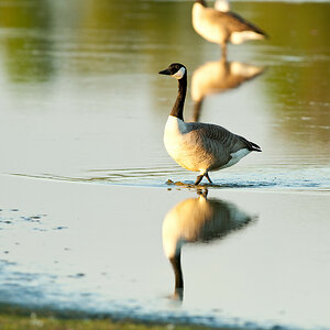 20100603 0664 [NIKON D2Xs]   500 mm  1 200 Sek. bei ƒ   5,6