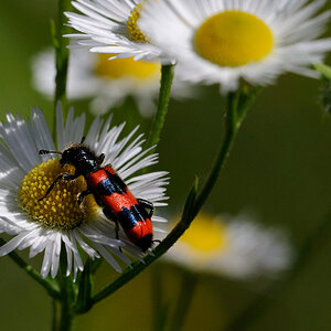 Käfer