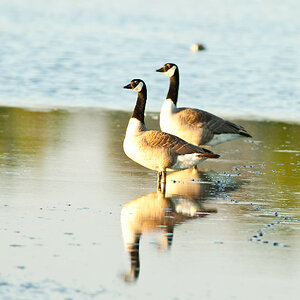 20100603 0676 [NIKON D2Xs]   500 mm  1 160 Sek. bei ƒ   5,6