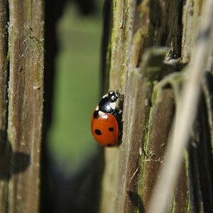 Käfer Spaziergang