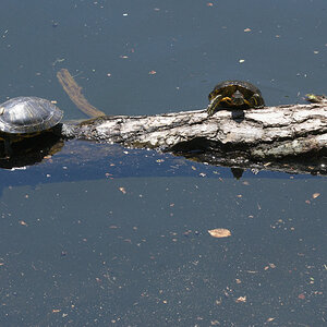 Neuer See im Wildpark Stuttgart, 04.06.2010. Wildlebende Schildkröten sonnen sich auf einem Baumstamm. Nikon D200, Micro-Nikkor 4/105 mm AIS.