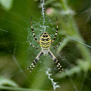 Wespenspinne - Argiope bruennichi
Wien 10
D300 AF300/4 PK13