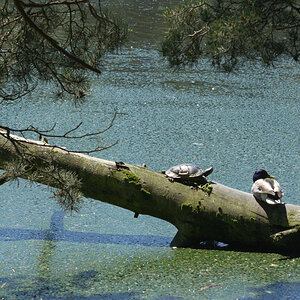 Neuer See im Wildpark Stuttgart, 04.06.2010. Wildlebende Schildkröte und Stockente sonnen sich auf einem Baumstamm. Nikon D200, Micro-Nikkor 4/105 mm 