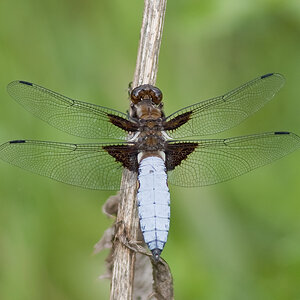 Plattbauch - Libellula depressa
Wien 10
D300 AF300/4 PK13