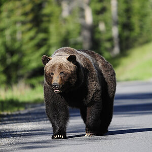 Grizzly Baer