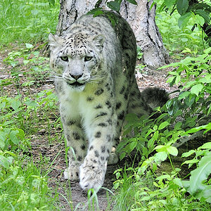 Schneeleopard 1
