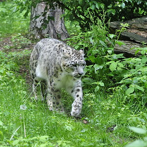 Schneeleopard 2