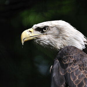 Weisskopfseeadler