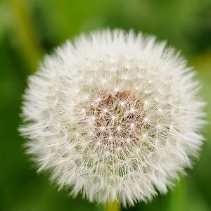 Pusteblume