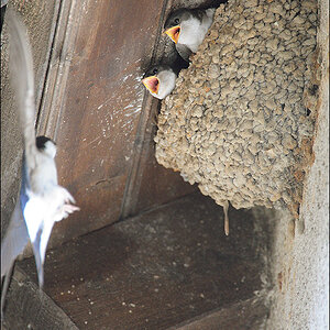 Schwalben 2010 D3S Img0078 1a