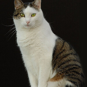 katze bodensee