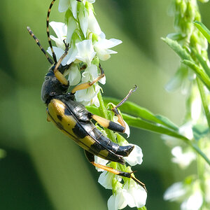 2010 06 30 Gefleckter Schmalbock 01 01