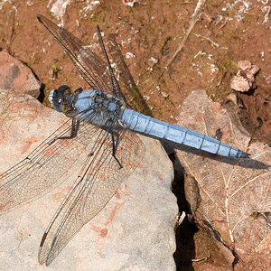 2010 06 30 Südlicher Blaupfeil 01 01