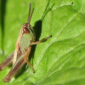 Hopper #1