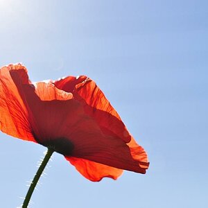 Mohn in Sonne