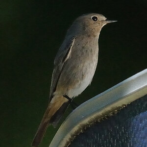 vogel1 JKK 7933