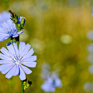 Blueten 1