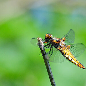 Libelle Z01 0301