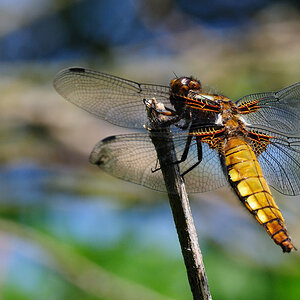 Libelle Z01 0306