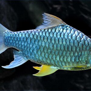 fisch 3200 iso