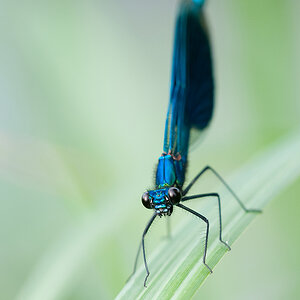 Libelle c DSC 3577