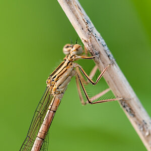 Libelle b DSC 3629