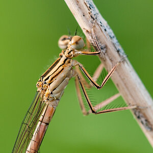 Libelle c1 DSC 3629