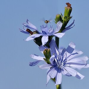 Blumen 05
