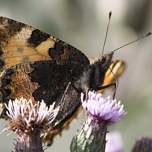 2010 06 15 Kleiner Fuchs 05 08