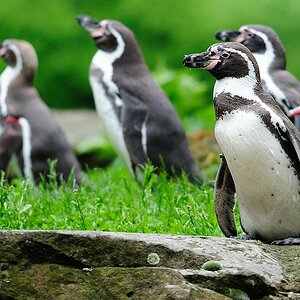 Pinguin4