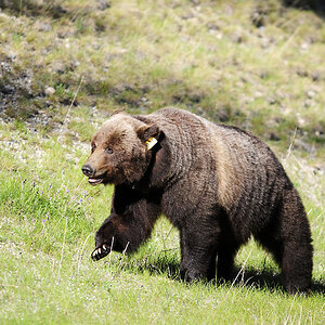 Grizzly