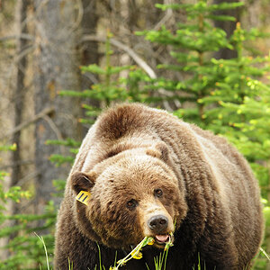 Grizzly