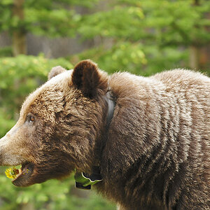 Grizzly