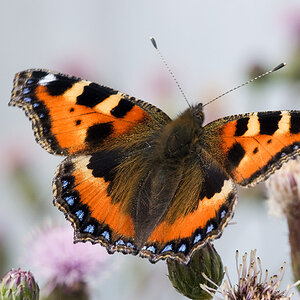 000 2010 06 15 Kleiner Fuchs 04 01