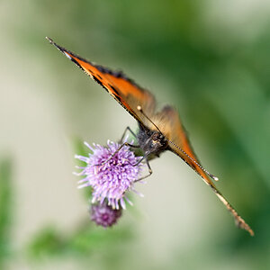 000 2010 06 15 Kleiner Fuchs 05 02