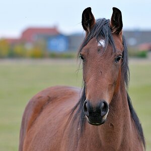 comp DSC 0674
