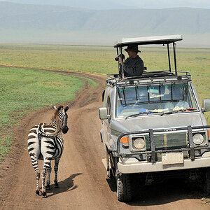 Zebra und Toyota 
im Ngorongoro Krater
(4447)