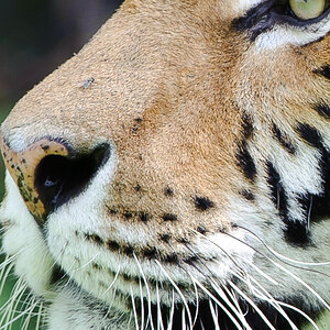 20100717 7519 [NIKON D700],400 mm,1 400 Sek. bei f   4,0 3