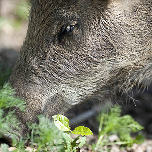 MOT6886 Wildschwein