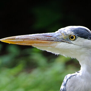 20100717 7600 [NIKON D700],380 mm,1 250 Sek. bei f   4,0 2