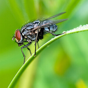 fliege