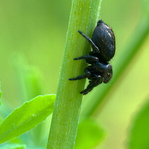 000 2010 07 02 Schwarze Springspinne 02 01