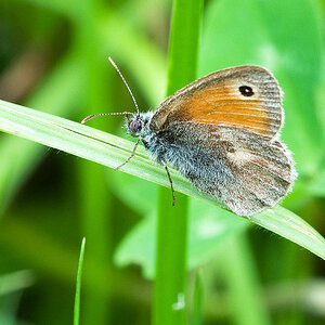 2010 06 13 Kleines Wiesenvögelchen 03 02